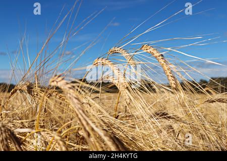 Die Köpfe der goldenen Gerste biegen sich im Sommer nach unten Stockfoto