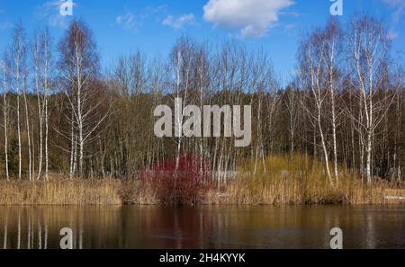 Warmes Frühlingswetter im Park. Sonniger Tag auf dem See Stockfoto