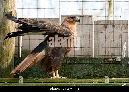 Ein Steppenbussard mit einer Reihe von Falken, ein Vogel aus dem Roten Buch, der in Berg- und Steppengebieten lebt, ein Vogel in einem Zoo. Stockfoto