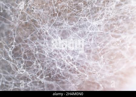 Gussformhintergrund. Makroaufnahme der Form. Schimmelsporen in Agar-Agar. Ein Schimmel oder Schimmel ist ein Pilz, der in Form von mehrzelligen Filamenten wächst. Stockfoto