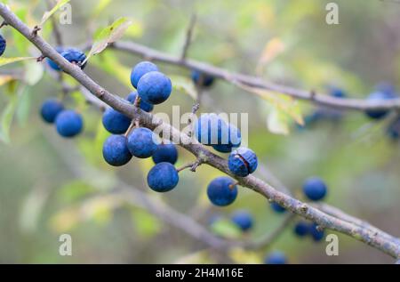 Reifende Schlehdornbeeren auf einem Ast mit Blättern auf einem verschwommenen Hintergrund. Nahaufnahme Makrobild von frischen Beeren. Stockfoto