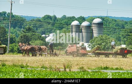 Amish Men Ernte seine Ernte gezogen von Pferden und geerntet mit einer gasbetriebenen Maschine, während Tochter Uhren an einem sonnigen Tag Stockfoto