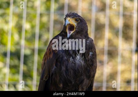 Ein schreiender Harris-Falke (Parabuteo unicinctus), früher bekannt als der buschige Falke Stockfoto