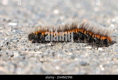 Die Raupe des Fuchsmotten - Macrothylacia rubi, kriecht auf der Straße Stockfoto