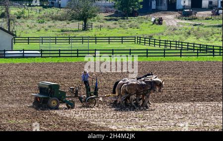 Amish Farmer Pflügefeld nach der Maisernte mit 6 Pferden, die an einem sonnigen Tag Landmaschinen mit Gasmotor auf die Ausrüstung ziehen Stockfoto