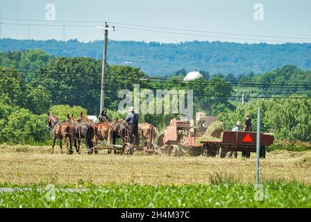 Amish Men Ernte seine Ernte gezogen von Pferden und geerntet mit einer gasbetriebenen Maschine, während Tochter Uhren an einem sonnigen Tag Stockfoto