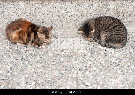 Zwei Katzen schlafen auf der Straße, zwei Katzen schlafen zusammen. Stockfoto