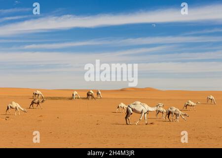 Saudi Arabien Wüste Foto von TARIQ-M Stockfoto