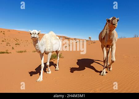 Saudi Arabien Wüste Foto von TARIQ-M Stockfoto