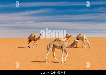 Saudi Arabien Wüste Foto von TARIQ-M Stockfoto