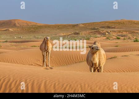 Saudi Arabien Wüste Foto von TARIQ-M Stockfoto