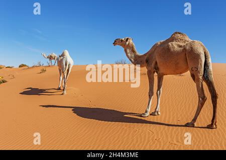 Saudi Arabien Wüste Foto von TARIQ-M Stockfoto