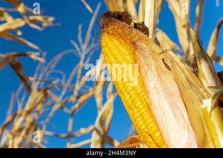 Ein reifer Mais auf verwelkten Stielen mit blauem Himmel. Stockfoto