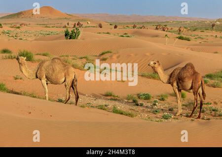 Saudi Arabien Wüste Foto von TARIQ-M Stockfoto