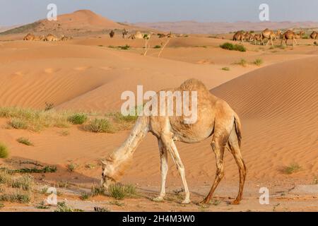 Saudi Arabien Wüste Foto von TARIQ-M Stockfoto