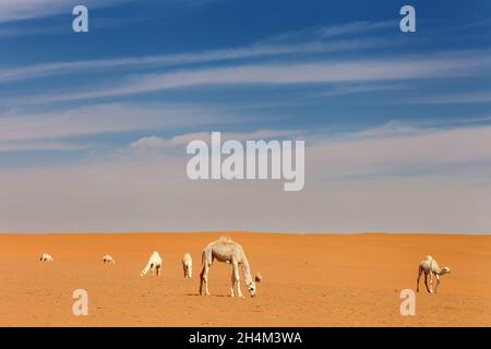 Saudi Arabien Wüste Foto von TARIQ-M Stockfoto