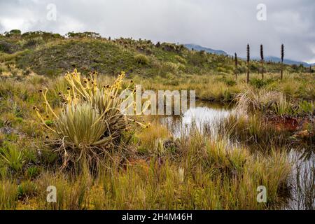 Wanderung zum Paramo de Guacheneque, dem Geburtsort des Flusses Bogota. Die Lagune von Guacheneque. In Villapinzón, Cundinamarca, Kolumbien. Stockfoto