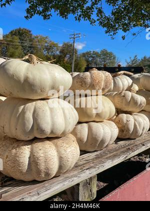 Weiße Kürbisse, die in dekorativen Stapeln angeordnet sind, werden im Herbst auf einem rustikalen Holztisch an einem farmstand am Straßenrand gestapelt. Stockfoto