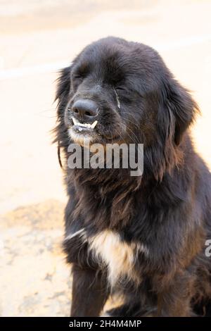 Kleiner verlassene Hund in Villapinzón, Kolumbien Stockfoto