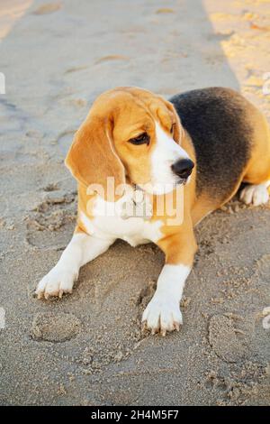 Foto eines Beagle-Hundes mit Pedigreed und einem Halsband, der am Morgen auf dem Sand am Meer sitzt. Stockfoto