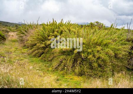 Wanderung zum Paramo de Guacheneque, dem Geburtsort des Flusses Bogota. Typische Pflanze der Andenvegetation, in Villapinzón, Cundinamarca, Kolumbien Stockfoto