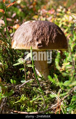 Boletus edulis oder cep, Penny Bun, Porcino und King Bolete, meist als Steinpilz bezeichnet, wächst auf dem wilden Waldboden zwischen Moos, grünem Gras und Stockfoto