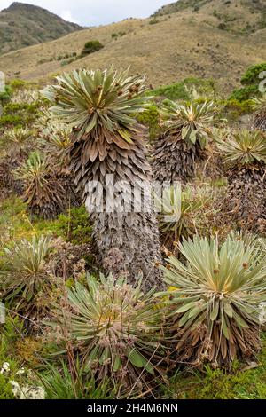 Wanderung zum Paramo de Guacheneque. Espeletia (frailejones) ist eine Pflanzengattung aus der Familie der Asteraceae, die in den Anden des Páramo endemisch ist. Stockfoto