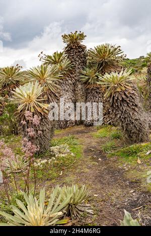 Wanderung zum Paramo de Guacheneque. Espeletia (frailejones) ist eine Pflanzengattung aus der Familie der Asteraceae, die in den Anden des Páramo endemisch ist. Stockfoto