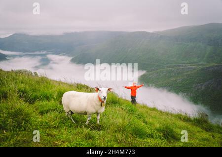 Frau Wanderer auf dem Berg in Norwegen bei regnerischem Wetter in der Nähe von Schafen posieren. Touristische und Vieh auf Clearing in einem Berggebiet im Norden norge Nebel Stockfoto