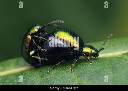 Paar passenden grünen Dock Käfer (Gastrophysa viridula) auf dem Dock leaf. Tipperary, Irland Stockfoto