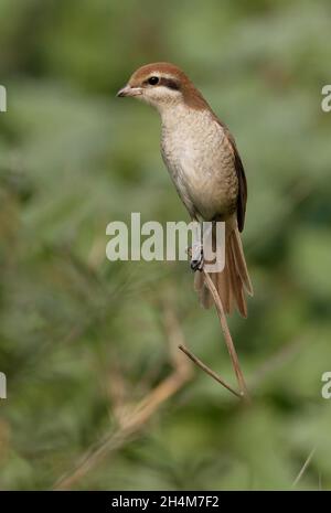 Braunwürger (Lanius cristatus cristaqtus) erster Winter auf der toten Vegetation Koshi Tappu, Nepal Januar Stockfoto