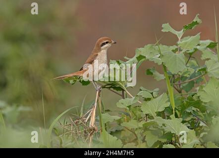 Braunwürger (Lanius cristatus cristaqtus) erster Winter auf der toten Vegetation Koshi Tappu, Nepal Januar Stockfoto