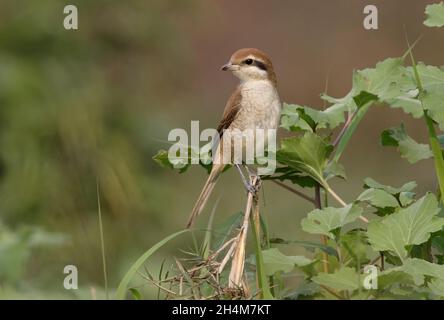 Braunwürger (Lanius cristatus cristaqtus) erster Winter auf der toten Vegetation Koshi Tappu, Nepal Januar Stockfoto