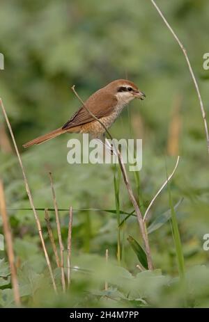 Braune Würger (Lanius cristatus cristaqtus) erster Winter auf toter Vegetation thront und Insekt Koshi Tappu, Nepal, isst Januar Stockfoto