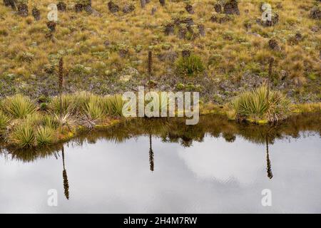 Wanderung zum Paramo de Guacheneque, dem Geburtsort des Flusses Bogota. Die Lagune von Guacheneque. In Villapinzón, Cundinamarca, Kolumbien. Stockfoto