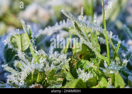 Makrofotografie eines frostigen Morgens auf einem grünen Feld im Winter. Detail von Eiskristallen auf dem Gras Stockfoto