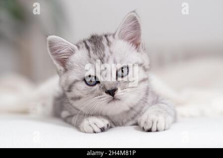 Portrait niedliche kleine gestreifte schottische Falte Kätzin Katze zu Hause. Kitty schaut auf die Kamera auf dem weißen Bett Stockfoto