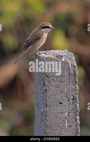 Brauner Würger (Lanius cristatus cristaqtus) Erwachsener auf Betonpfosten Koshi Tappu, Nepal Januar Stockfoto