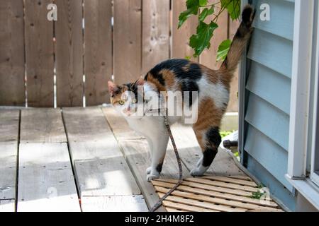 Calico-Katze, die die Kamera mit dem Schwanz gerade nach oben betrachtet Stockfoto