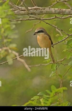 Brauner Würger (Lanius cristatus cristatus) Erwachsener, der auf einem niedrigen Zweig Sri Lankas thront Dezember Stockfoto