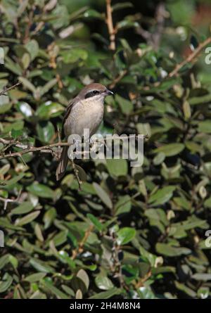 Brauner Würger (Lanius cristatus cristatus) Erwachsener auf dem Busch Sri Lanka Dezember Stockfoto