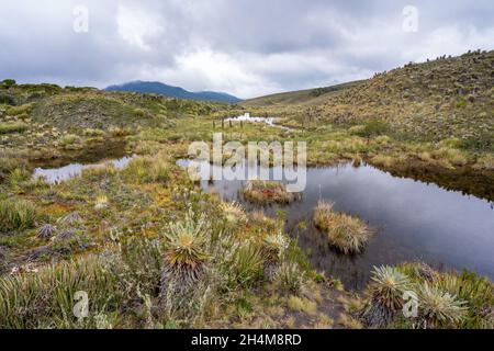 Wanderung zum Paramo de Guacheneque, dem Geburtsort des Flusses Bogota. Die Lagune von Guacheneque. In Villapinzón, Cundinamarca, Kolumbien. Stockfoto