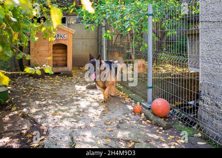 Herbst in der Villa eines Schäferhundes Ajax Stockfoto