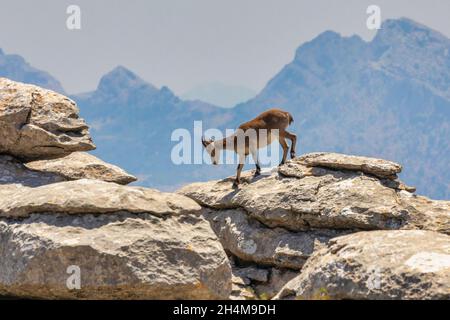 Iberischer Steinbock (Capra pyrenaica), auch bekannt als Cabra Hispanica, Cabra Montes, spanischer Steinbock, spanische Wildziege oder iberische Wildziege, fotografiert von mir Stockfoto