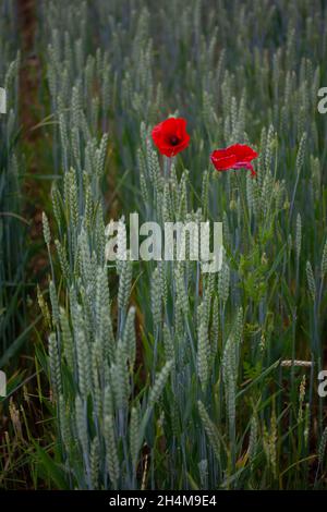 Zwei kleine Mohnblumen in einem Weizenfeld im Frühjahr Stockfoto