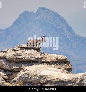 Iberischer Steinbock (Capra pyrenaica), auch bekannt als Cabra Hispanica, Cabra Montes, spanischer Steinbock, spanische Wildziege oder iberische Wildziege, fotografiert von mir Stockfoto