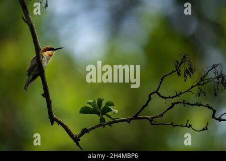 Ein kleiner Vogel, der auf einem Baumzweig thront Stockfoto