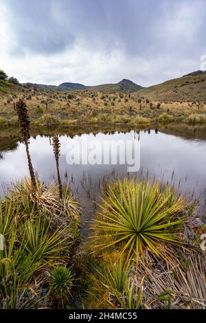 Wanderung zum Paramo de Guacheneque, dem Geburtsort des Flusses Bogota. Die Lagune von Guacheneque. In Villapinzón, Cundinamarca, Kolumbien. Stockfoto