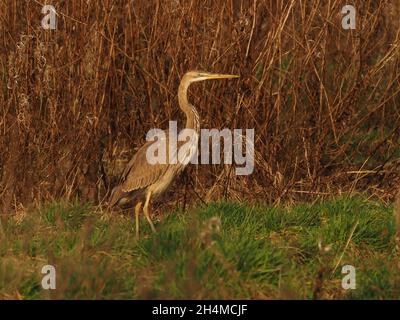 Dieser juvenile/subadulte Purpurreiher blieb im Frühherbst in Großbritannien in einem rauhen Graslandfeld, das sich von Feldmäusen ernährte Stockfoto