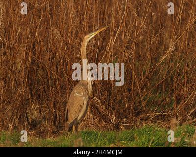 Dieser juvenile/subadulte Purpurreiher blieb im Frühherbst in Großbritannien in einem rauhen Graslandfeld, das sich von Feldmäusen ernährte Stockfoto